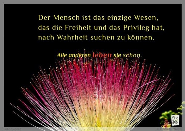 Bildzitat Wahrheit suchen